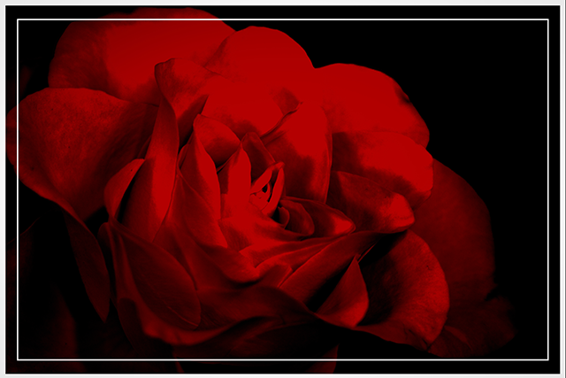 smoth rose
